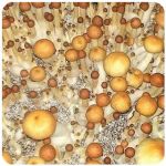 Псилоцибиновые (галлюциногенные)  грибы Psilocybin "Golden Teacher" в Черепаново