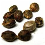 Семена марихуаны АК-47  (Seeds AK-47) в Черепаново